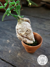 Load image into Gallery viewer, Mandrake Art Doll