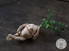 Load image into Gallery viewer, Mandrake Art Doll