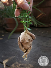 Load image into Gallery viewer, Mandrake Art Doll