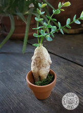 Load image into Gallery viewer, Mandrake Art Doll